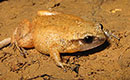 Fry's Frog