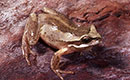 Southern Brown Tree Frog