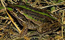 Striped Burrowing Frog