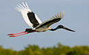 Black-Necked Stork