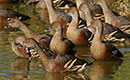 Plumed Whistling Duck