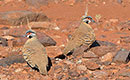 Spinefex Pigeon