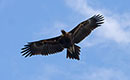 Wedged-Tailed Eagle