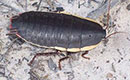 Botany Bay Cockroach