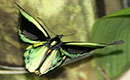 Cairns Birdwing