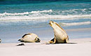 Australian Sea Lion