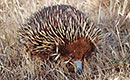 Short-Beaked Echidna