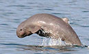 Snubfin Dolphin