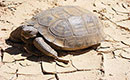 Desert Tortoise