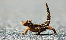 Thorny Devil